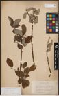 Foto von Salix caprea L.